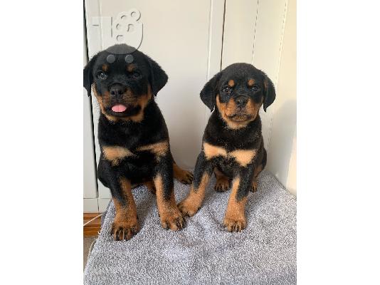 Κουτάβια Rottweiler, έτοιμα να φύγουν τώρα, μόνο 2 αγόρια...